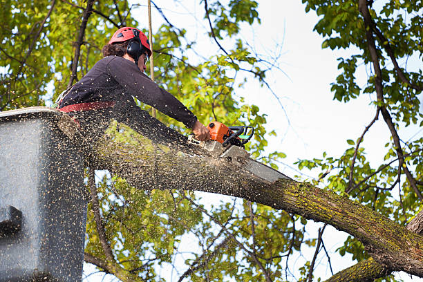 How Our Tree Care Process Works  in  Farr West, UT